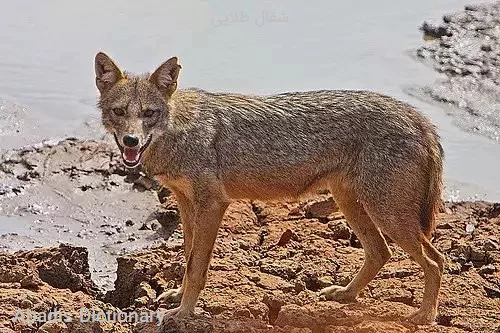 شغال طلایی